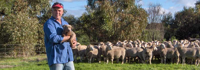 Kym Staude Minrosa and KD Sheep Studs Owner