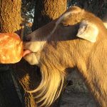 Salt licks for Goats